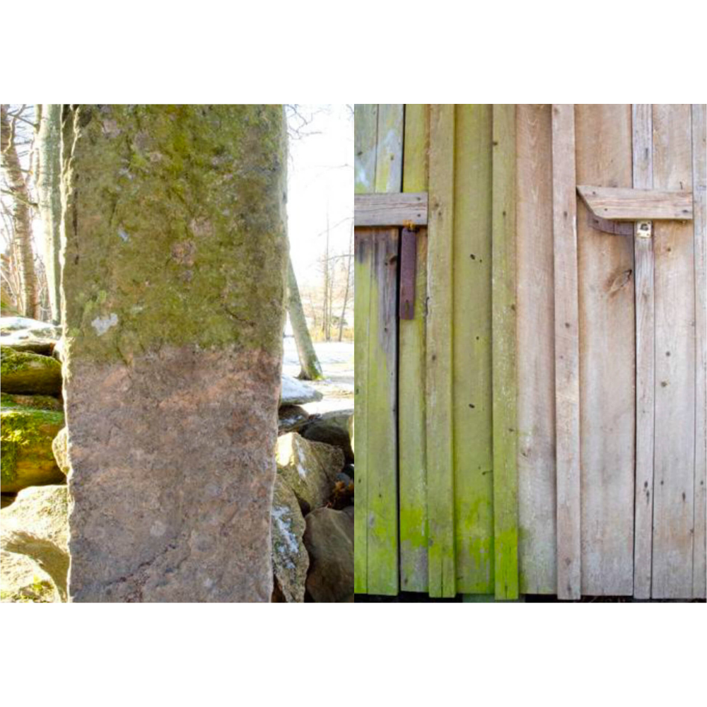 GREEN-FREE® 5L - Moss, Algae and Lichen Remover